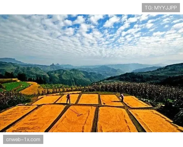 数字鸿沟问题受关注,农村群体对高阶观赛服务使用率不足8%
